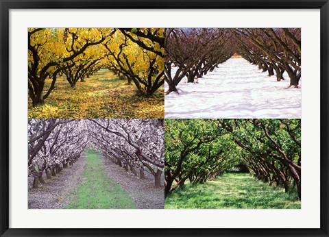 Framed Orchard through the Seasons, Central Otago, South Island, New Zealand Print