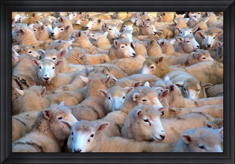 Framed Mob of Sheep in Yard Print
