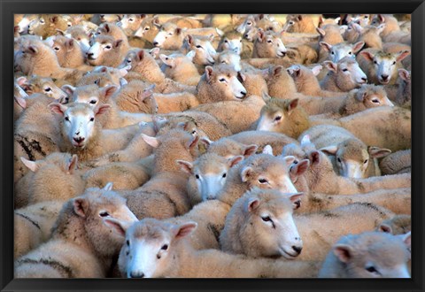 Framed Mob of Sheep in Yard Print