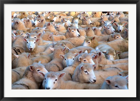 Framed Mob of Sheep in Yard Print