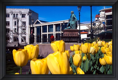 Framed Yellow tulips, Octagon, Dunedin, New Zealand Print