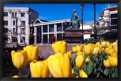 Framed Yellow tulips, Octagon, Dunedin, New Zealand Print