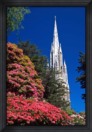 Framed Rhododendrons and First Church, Dunedin, New Zealand Print