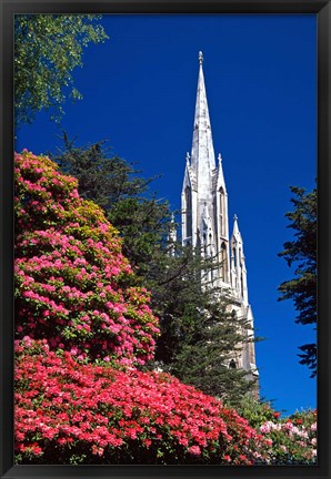 Framed Rhododendrons and First Church, Dunedin, New Zealand Print