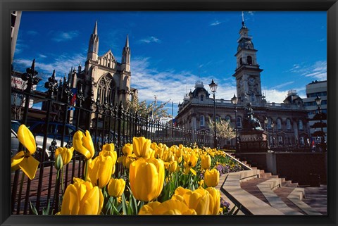 Framed Municipal Chambers and St Pauls, Octagon, Dunedin, New Zealand Print