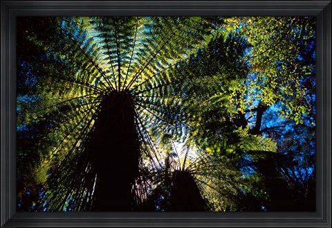 Framed Tree Ferns, Catlins, South Island, New Zealand Print