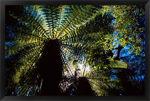 Framed Tree Ferns, Catlins, South Island, New Zealand Print