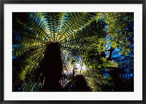 Framed Tree Ferns, Catlins, South Island, New Zealand Print