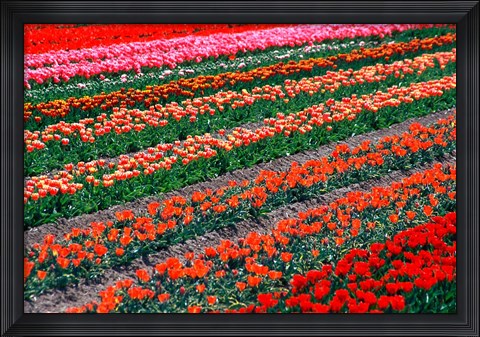 Framed Tulip Fields, Tapanui, Southland, New Zealand Print