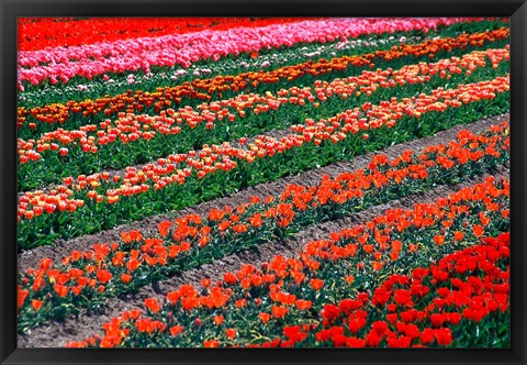 Framed Tulip Fields, Tapanui, Southland, New Zealand Print