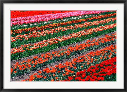 Framed Tulip Fields, Tapanui, Southland, New Zealand Print