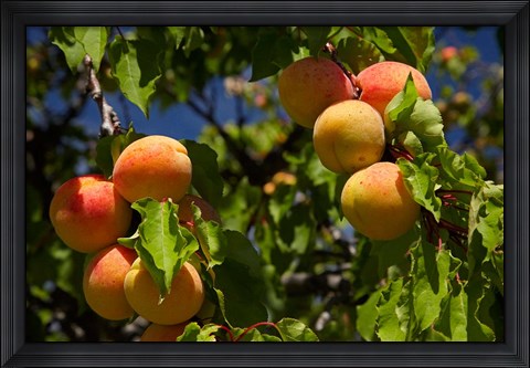 Framed Agriculture, Apricot orchard, South Island, New Zealand Print