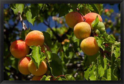 Framed Agriculture, Apricot orchard, South Island, New Zealand Print