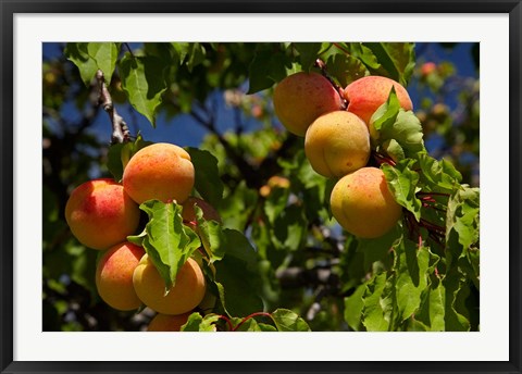 Framed Agriculture, Apricot orchard, South Island, New Zealand Print