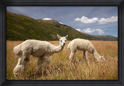 Framed Alpacas by Gibbston River Trail, Gibbston Valley, Southern Lakes District, South Island, New Zealand Print