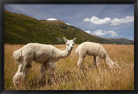 Framed Alpacas by Gibbston River Trail, Gibbston Valley, Southern Lakes District, South Island, New Zealand Print