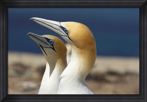 Framed Australasian Gannet tropical bird, Hawkes Bay New Zealand Print