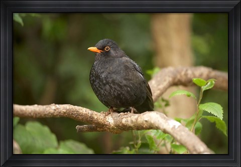 Framed Blackbird, Karori Wildlife, North Island, New Zealand Print