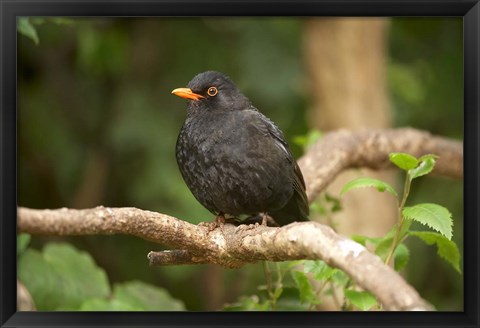 Framed Blackbird, Karori Wildlife, North Island, New Zealand Print