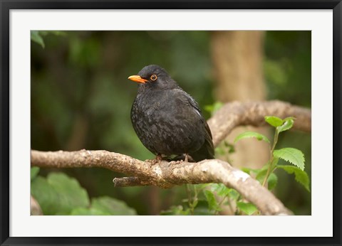 Framed Blackbird, Karori Wildlife, North Island, New Zealand Print