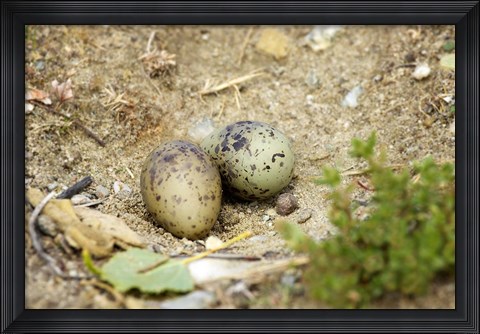 Framed Black-Fronted Tern eggs, South Island, New Zealand Print