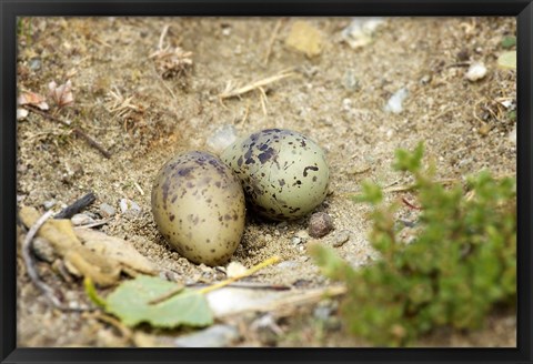 Framed Black-Fronted Tern eggs, South Island, New Zealand Print