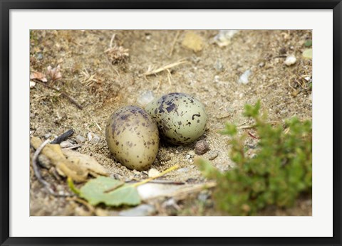 Framed Black-Fronted Tern eggs, South Island, New Zealand Print