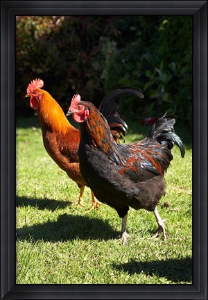 Framed Chickens, Farm animal, Port Chalmers, New Zealand Print