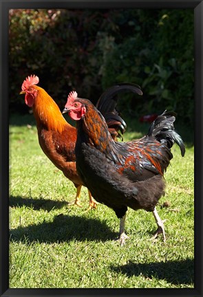 Framed Chickens, Farm animal, Port Chalmers, New Zealand Print