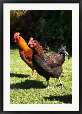 Framed Chickens, Farm animal, Port Chalmers, New Zealand Print