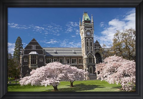 Framed Clock Tower, Historical Registry Building and Spring Blossom, University of Otago, South Island, New Zealand Print