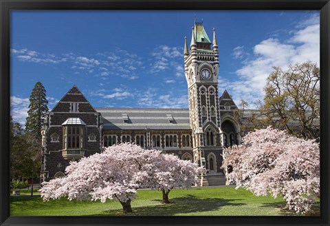 Framed Clock Tower, Historical Registry Building and Spring Blossom, University of Otago, South Island, New Zealand Print