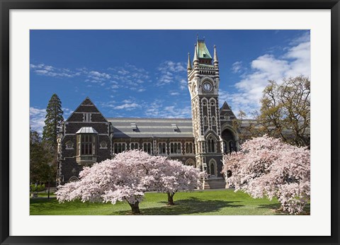 Framed Clock Tower, Historical Registry Building and Spring Blossom, University of Otago, South Island, New Zealand Print