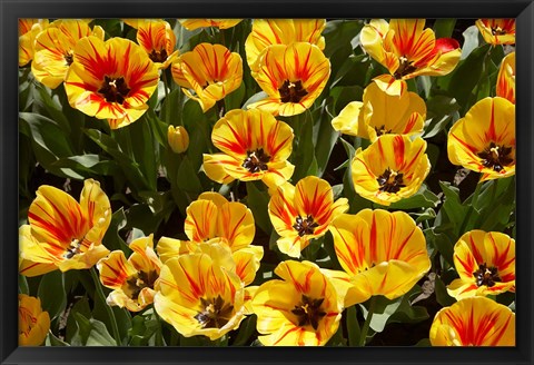 Framed Close up of Tulips, West Otago, South Island, New Zealand Print