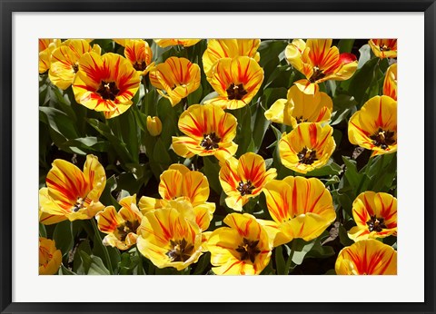 Framed Close up of Tulips, West Otago, South Island, New Zealand Print