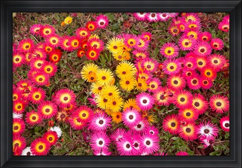 Framed Colourful Flowers, Marine Parade, Napier, Hawkes Bay, North Island, New Zealand Print