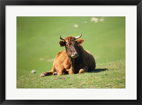 Framed Cow, Farm Animal, Dunedin, South Island, New Zealand Print