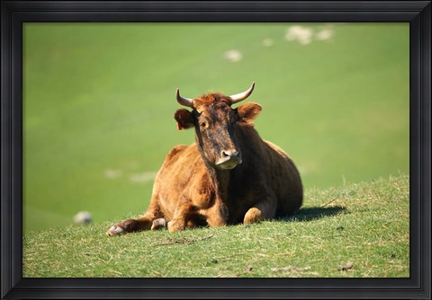 Framed Cow, Farm Animal, Dunedin, South Island, New Zealand Print