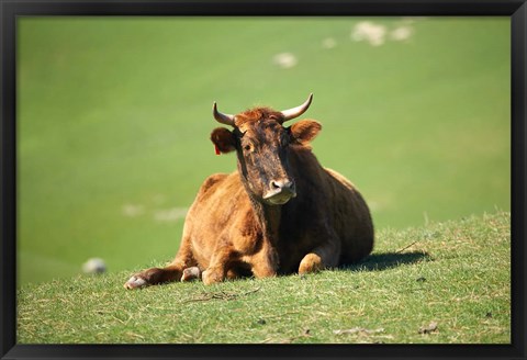 Framed Cow, Farm Animal, Dunedin, South Island, New Zealand Print