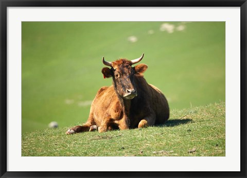 Framed Cow, Farm Animal, Dunedin, South Island, New Zealand Print