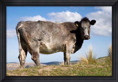 Framed Cow, Strath Taieri, near Dunedin, Otago, South Island, New Zealand Print