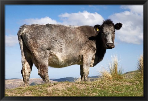 Framed Cow, Strath Taieri, near Dunedin, Otago, South Island, New Zealand Print