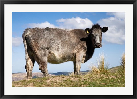 Framed Cow, Strath Taieri, near Dunedin, Otago, South Island, New Zealand Print