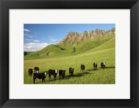 Framed Cows and farmland below Te Mata Peak, Hawkes Bay, North Island, New Zealand Print