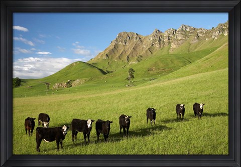 Framed Cows and farmland below Te Mata Peak, Hawkes Bay, North Island, New Zealand Print