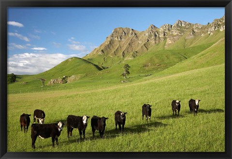 Framed Cows and farmland below Te Mata Peak, Hawkes Bay, North Island, New Zealand Print