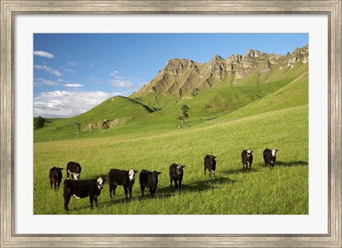 Framed Cows and farmland below Te Mata Peak, Hawkes Bay, North Island, New Zealand Print