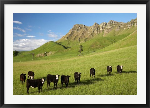 Framed Cows and farmland below Te Mata Peak, Hawkes Bay, North Island, New Zealand Print