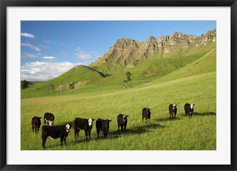 Framed Cows and farmland below Te Mata Peak, Hawkes Bay, North Island, New Zealand Print