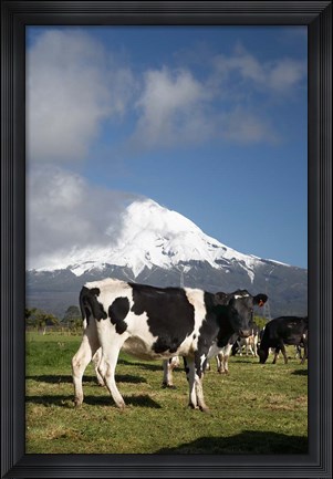 Framed Dairy Cows, Farm animals, Taranaki, New Zealand Print